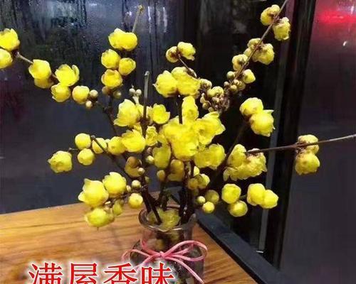 腊梅的种子几月可以种植（腊梅种子种植方法和时间）