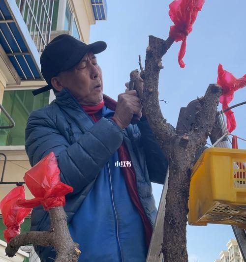 杏树用什么嫁接（果树嫁接时间和方法）