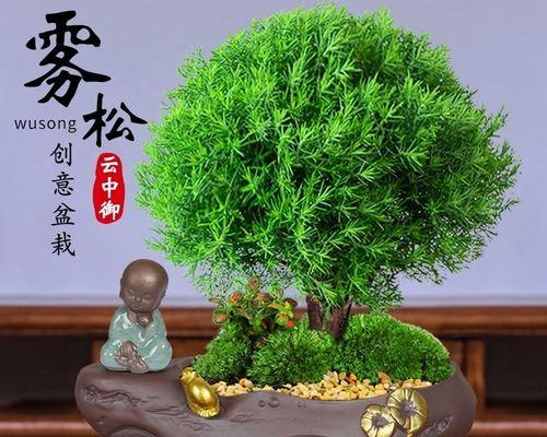 办公室适合养什么绿植（盘点十种适合办公室养的植物）