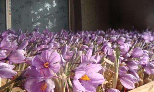 红花种植技术与管理（红花种植时间及方法）