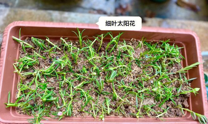 向日葵用什么土种比较好（向日葵的养护知识）