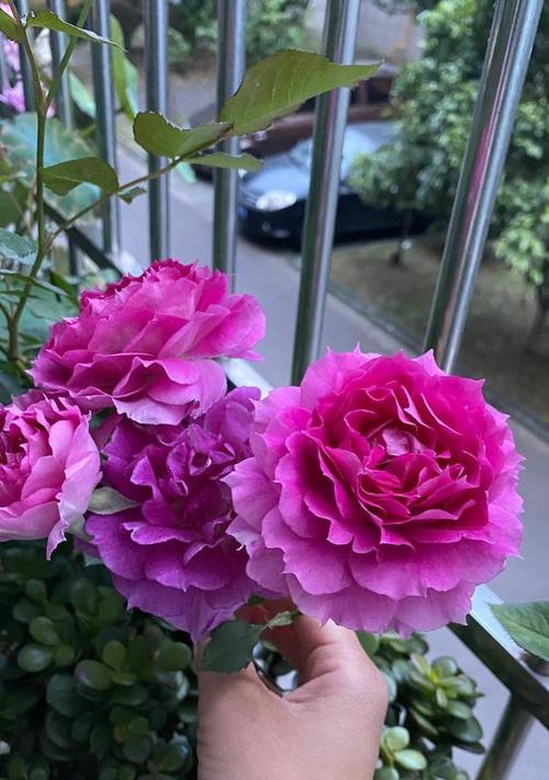 月季花有哪些颜色（月季花的品种鉴别）
