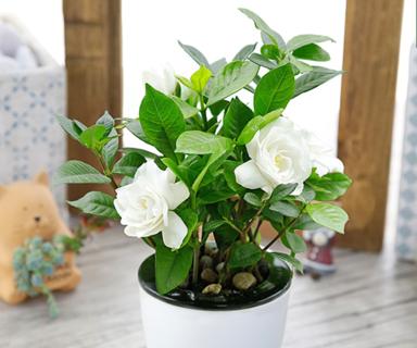 栀子花在什么时候开（观赏栀子花花期简介）