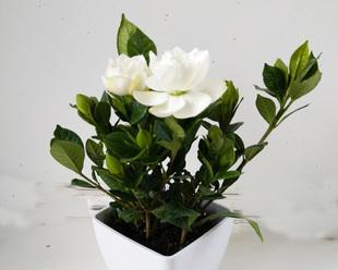 栀子花在什么时候开（观赏栀子花花期简介）