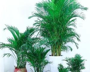 适合在客厅养的绿植有哪些（客厅养的大型绿植推荐）