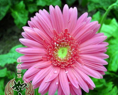 什么花种子生长最快（适合水培的花卉介绍）