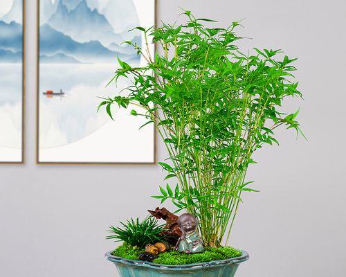 凤尾竹怎么养（有关凤尾竹的养护知识）