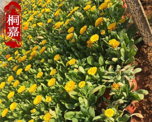 金盏菊盆栽怎么种（金盏菊的种植方法和管理）