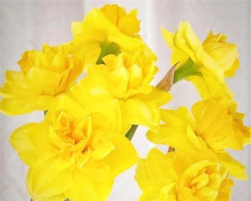 水仙花种球怎么种植方法（水仙花栽种方法和时间）