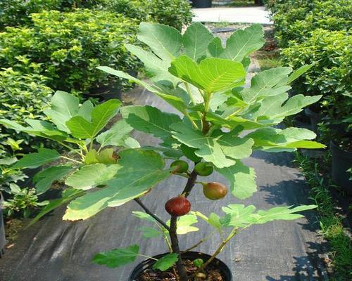 人参果种子怎么种植才会发芽（有关人参果的养殖方法）