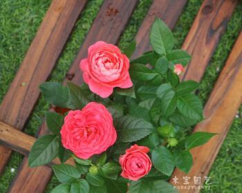 玫瑰花苗种植方法及养护（打造美丽花园的秘诀）