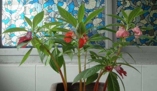 凤仙花如何播种（详解凤仙花播种时间）