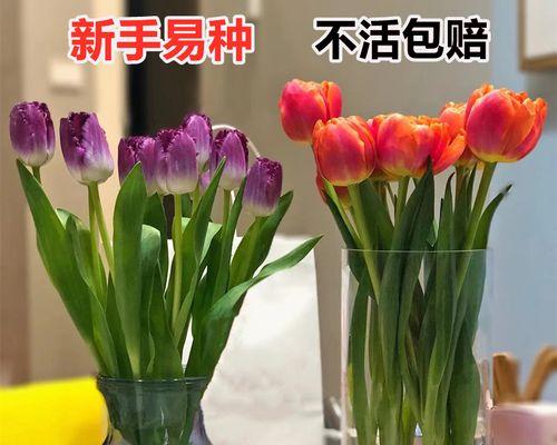 水培郁金香要换水吗（水培郁金香的养护要点）