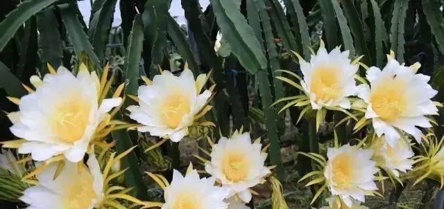 怎样栽培火龙果（火龙果种植技术和技巧）