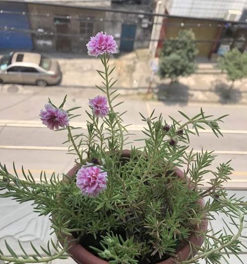 太阳花盆栽怎么养（太阳花种植方法步骤）
