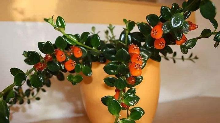 太阳花盆栽怎么养（太阳花种植方法步骤）