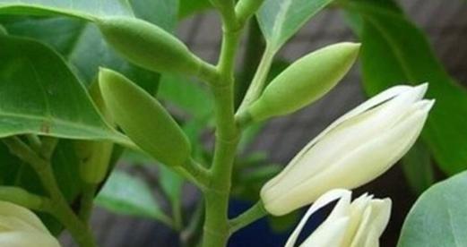 白兰花叶子发黄怎么回事（解决白兰花叶子发黄问题的有效方法）