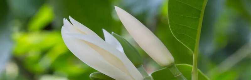 白兰花叶子发黄怎么回事（解决白兰花叶子发黄问题的有效方法）
