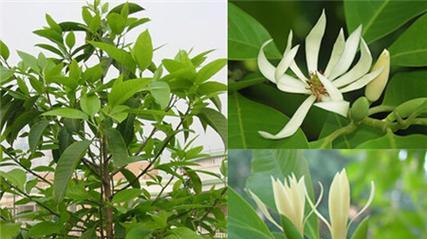 白兰花叶子发黄怎么回事（解决白兰花叶子发黄问题的有效方法）