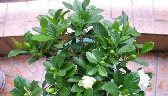 栀子花怎么养才开花（养护栀子花的注意事项）