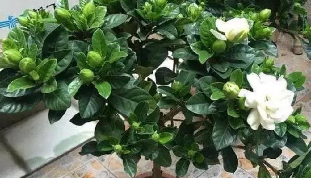 栀子花怎么养才开花（养护栀子花的注意事项）