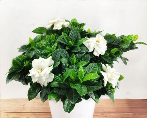 栀子花怎么养才开花（养护栀子花的注意事项）