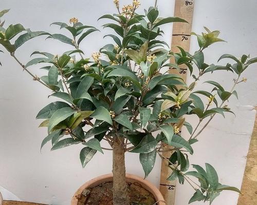 桂花盆景如何养护（桂花树盆栽的养殖方法和注意事项）