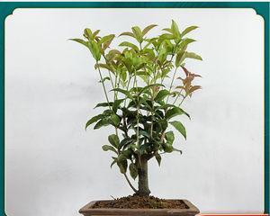 桂花盆景如何养护（桂花树盆栽的养殖方法和注意事项）