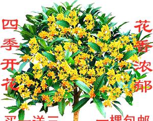 桂花盆景如何养护（桂花树盆栽的养殖方法和注意事项）