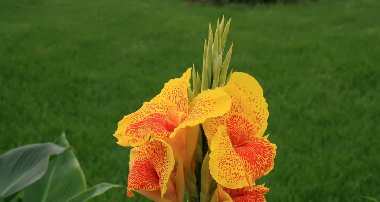 凤尾花怎样养护（凤尾花的正确养法）