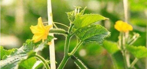 黄瓜种植方法步骤（露天黄瓜的种植技巧）