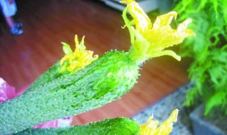 黄瓜种植方法步骤（露天黄瓜的种植技巧）