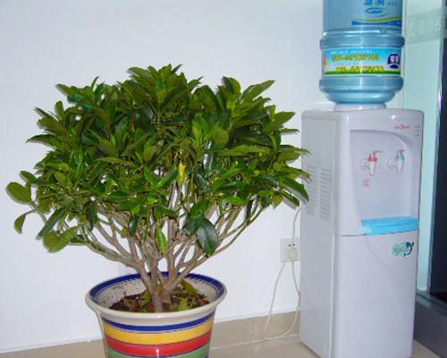 非洲茉莉多久浇一次水（非洲茉莉养护的正确方法）