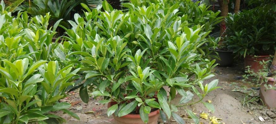 非洲茉莉多久浇一次水（非洲茉莉养护的正确方法）
