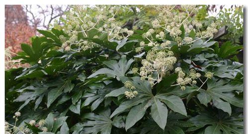 八角金盘是什么植物（八角金盘养殖方法讲解）