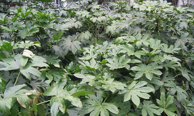 八角金盘是什么植物（八角金盘养殖方法讲解）