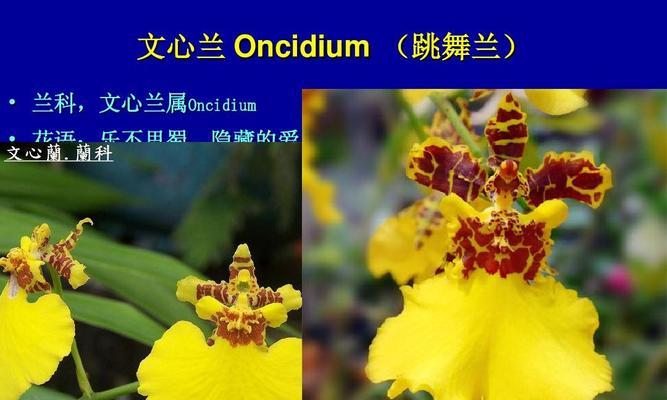 跳舞兰的花语之美——一朵花的多彩舞姿（探索跳舞兰的花语）