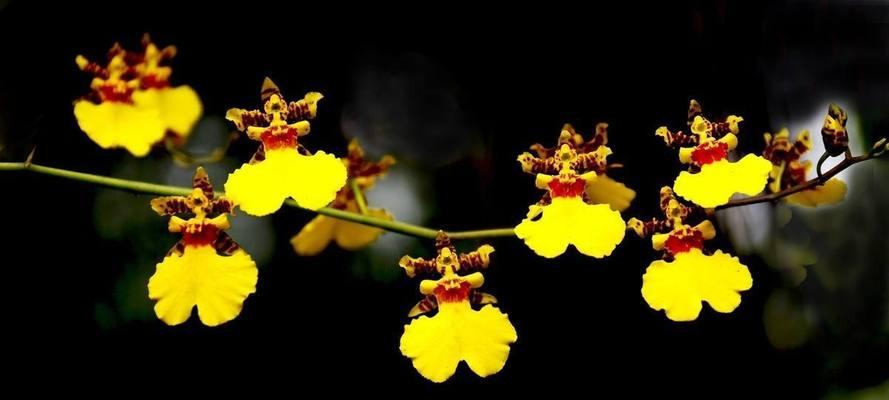 跳舞兰的花语之美——一朵花的多彩舞姿（探索跳舞兰的花语）