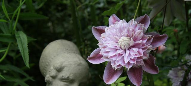 铁线莲的花语之美（揭开铁线莲花语的神秘面纱）