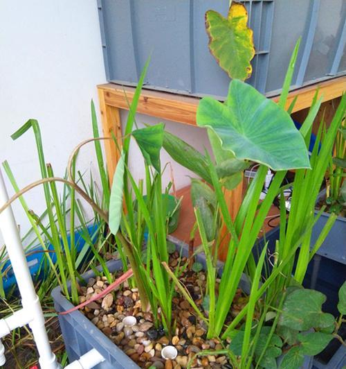 深入了解挺水植物的生态特性及应用价值（挺水植物是什么意思）