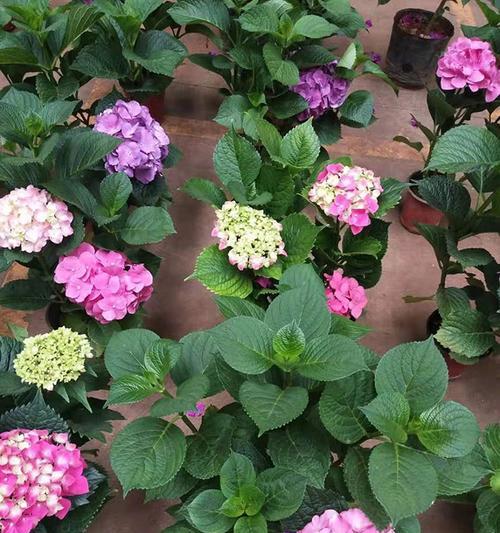 五色草花语之美——揭秘不同颜色五色草的花语与寓意（探索五色草花朵的意义）