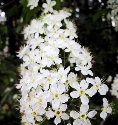 线叶绣线菊的花语与文化内涵（探寻线叶绣线菊的美与意义）