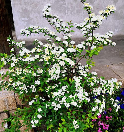线叶绣线菊的花语与文化内涵（探寻线叶绣线菊的美与意义）