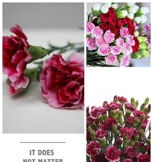 以香石竹的花语及其象征意义（解读以香石竹的花语）