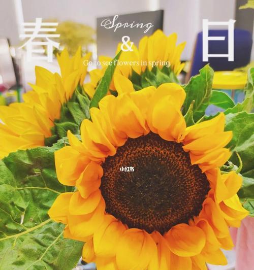 向日葵的花语寓意是什么（探索向日葵所代表的含义与象征）