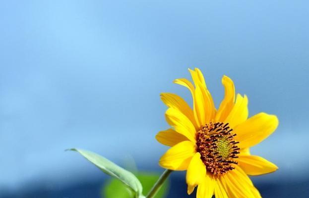 向阳花的花语与美丽心灵之旅（探寻向阳花背后的深意）