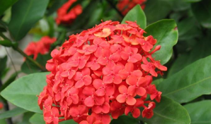 小叶龙船花的寓意与花语（探索小叶龙船花的神秘世界）