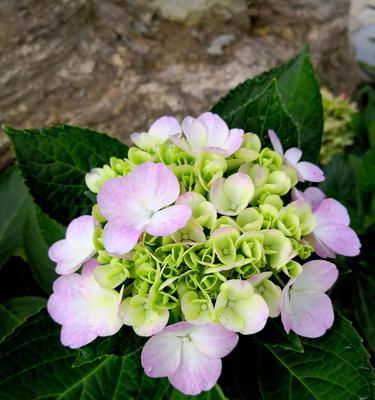 以木绣球花语之美——诠释自由与坚韧（探寻以木绣球的花语）