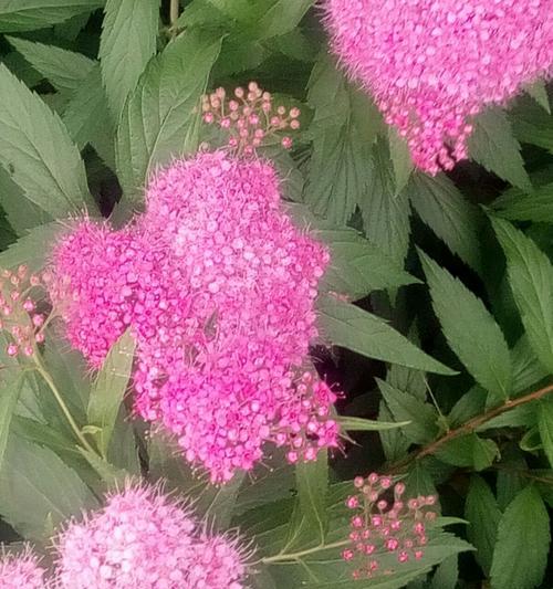 绣线菊的花语与寓意（探索绣线菊花的意义）