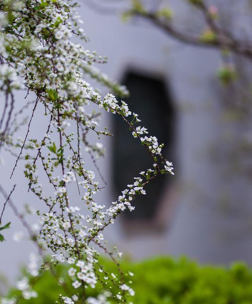 雪柳的花语（传递美好愿景的白色飘落）